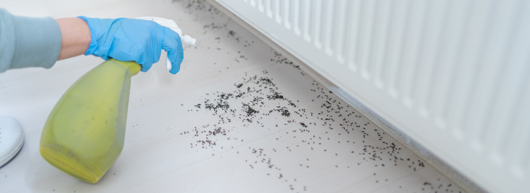 Pest Control Services in Dubai: How to Choose the Right Company